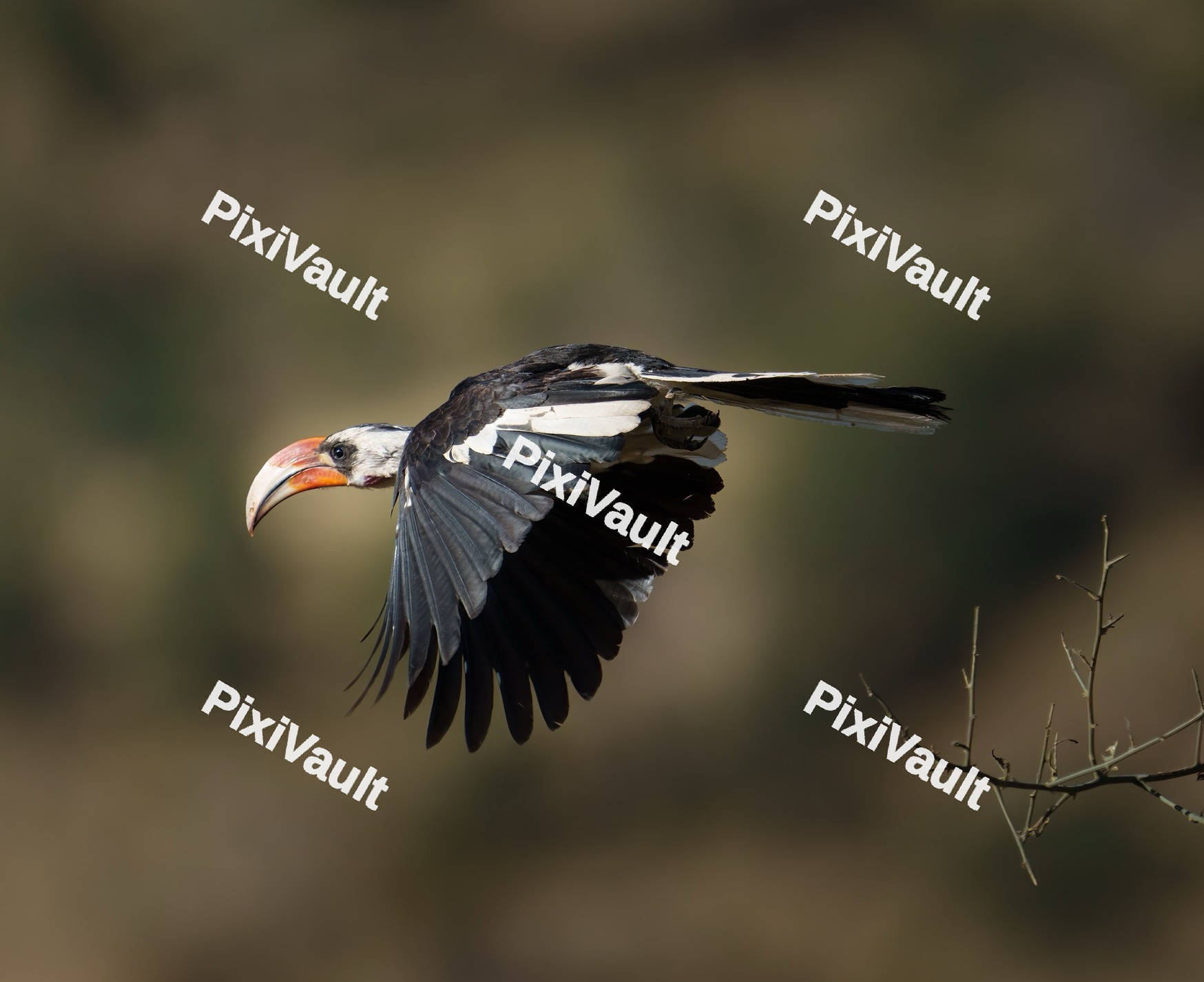 Von der Decken's hornbill bird flying